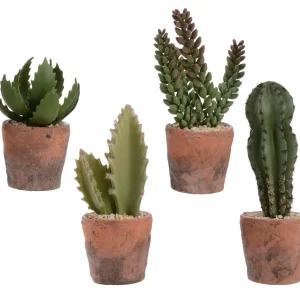 Cactus decorativos
