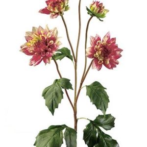 Dalia cereza