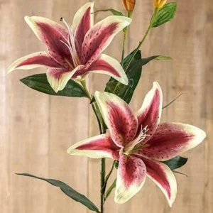 Lilium