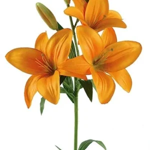 Lilium Naranja
