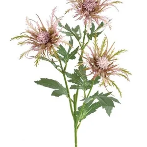 Rama Eryngium