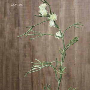 Grevillea crema