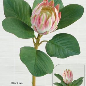Protea. 51 Cm. Mixturado.