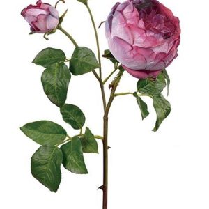 Rosa Inglesa cereza