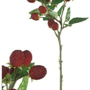 Moras en rama