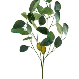 Eucalipto de aspecto seco