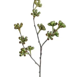 Rama fruto verde