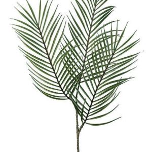 Rama Areca