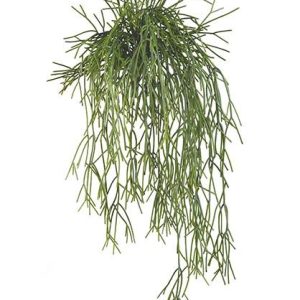Mata Rhipsalis
