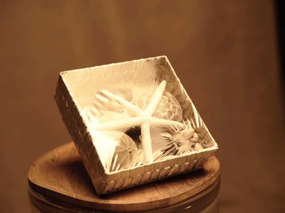 Pack de Estrellas Erizos y Conchas Marinas Decorativas