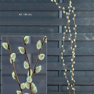 Salix en vara
