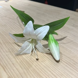 Lilium le Blank